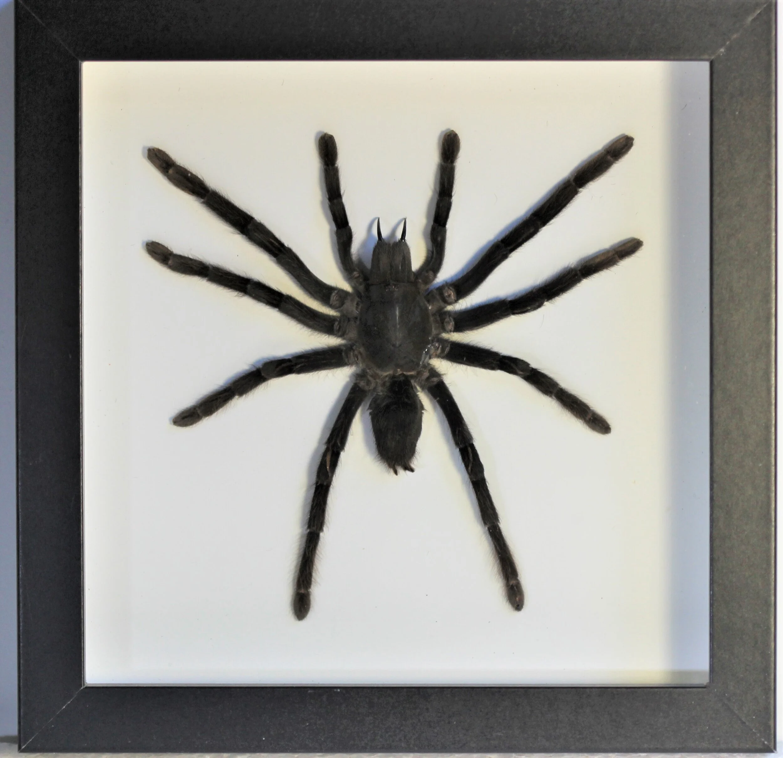 Cocoa Tarantula (Eurypelma spinicrus) — MartinsButterflyWorld